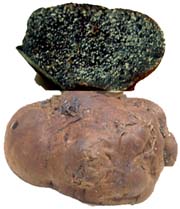 Melanogaster ambiguus